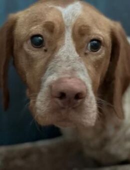 Ayla (W)- unsicher - Sankt Goar Zentrum