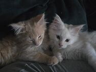 Reinrassige Main Coon kitten - Gutenzell-Hürbel