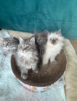 Wunderschöne MaineCoon Kitten zu verkaufen - Cham