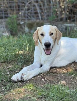 Monty Mix Rüde ca.10 Monate alt in GR - Reutlingen