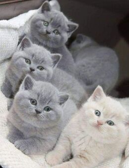 Verschmuste BKH Kitten suchen ab sofort - Jena