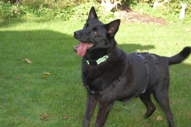 Emilio - Mischling - 9 Jahre - Tierhilfe Franken e.V. - Lauf (Pegnitz) Zentrum