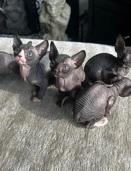 Süße kleine kanadische Sphynx-Kätzchen bereit - Berlin