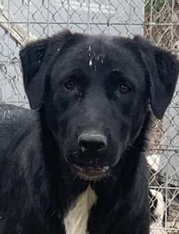 Robi, geb. ca. 09/2022, GRIECHENLAND - Markdorf