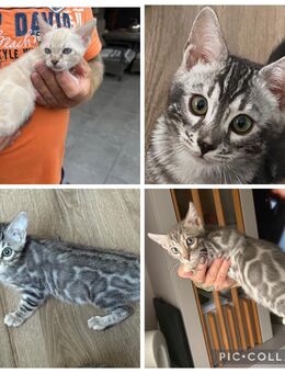 Kitten Bengal sehr schöne Rosetten - Dortmund