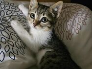 Marlon aus dem Tierschutz - Grevenbroich