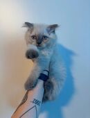 2 BKH und 1 BLH Jungen Kitten suchen liebevolles Zuhause in 45772