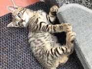 Süße Mischlings-Kitten suchen liebevolle Eltern - Hamburg Wandsbek