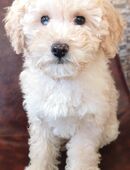 Einzigartiger Zwergpudel Rüde, schoko, rot und Merle Träger in 37444