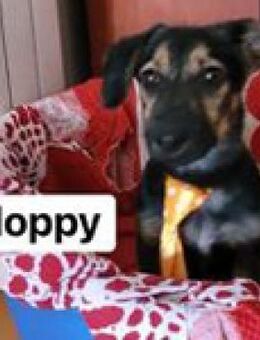 Floppy auf der Suche nach Glück - Berlin