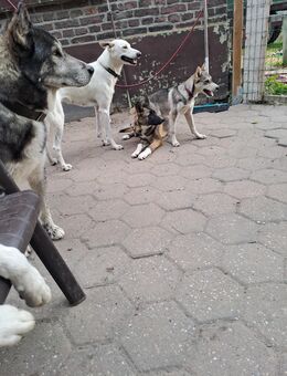 Alaskanhuskymix suche eine neues Zuhause - Mönchengladbach