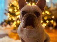 Französische Bulldogge, 4Jahre - München Milbertshofen-Am Hart