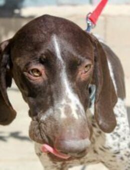 Wattn süsser Pointer Babyface Neo - Jade
