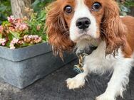 Bella, zauberhafte Hündin - Köln