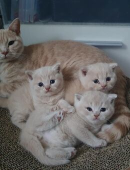 Knutschkugeln suchen liebes Personal 3 BKH Kitten , Jungs. - Marienwerder