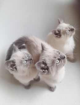 Bkh Kitten Britisch Kurzhaar 1 Kater noch da! Abgabebereit !! - Alsdorf (Nordrhein-Westfalen)