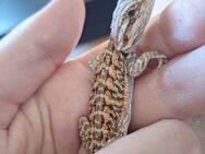 Bartagame Pogona Vitticeps ab sofort abzugeben - Neumünster