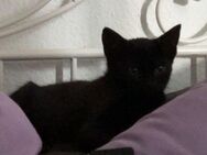 katzen kitten 14 Wochen jung - Bottrop