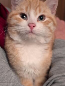 Katze Schmuse-Kater - Neuenkirchen (Landkreis Osnabrück)