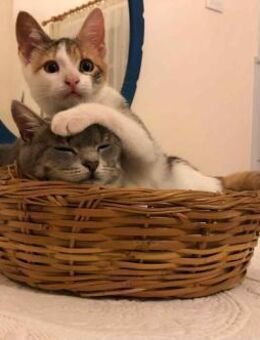 Follette & Caillou Aus dem Tierschutz - Grevenbroich