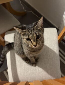 Weibliche Katze - Mülheim (Ruhr)