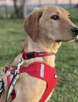 Charlotte sucht ihr Zuhause - Köln