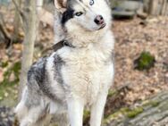 HAMMER- sucht erfahrene Husky Besitzer - Mainhardt