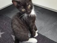 Katzenbaby Kater sucht ein neues Zuhause - Hamburg