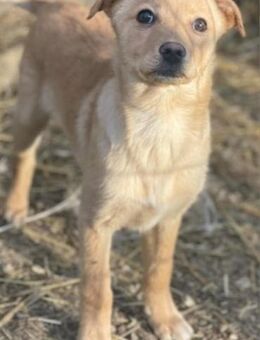 Theo sucht ein liebevolles Zuhause - Mylau