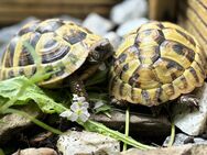 Griechische Landschildkröten „Testudo Hermanni Boettgeri“ - Bergisch Gladbach