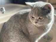 Britisch Kurzhaar Jungkatze in blue - Schorndorf (Baden-Württemberg)