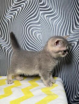 Britisch Kurzhaar Reinrassig BKH kitten golden Shell Shaded lilac grau blau Katze Mädchen - Ahlen