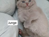 Reinrassig Bkh Kitten - Wittlich