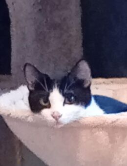 Kater Oreo sucht ein neues zuhause - Cuxhaven