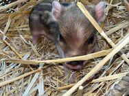 Microschweine, Minischweine - Rosendahl
