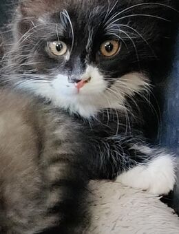 Main Coon Kitten Mix - Dickendorf