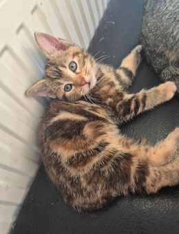 Katzenbabys - Syke Zentrum