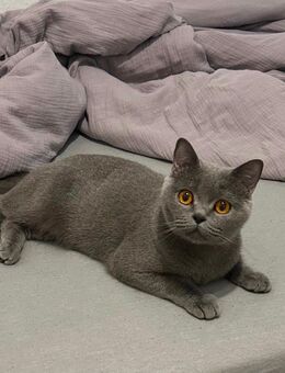 Britisch Kurzhaar Katze - Essen