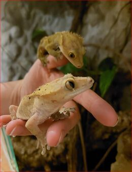 2 Kronengeckos inkl. Terrarium & Einrichtung - Berlin Charlottenburg-Wilmersdorf