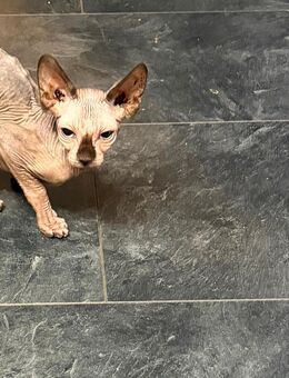 Sphynx Kater - Greiz