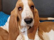 Basset Hound Chap sucht Euch - Oer-Erkenschwick