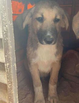 B695 sucht ein ruhiges zu Hause - Neuberg