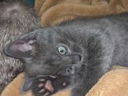Mischlingskatze kitten - Winsen