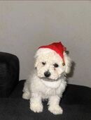 Verkaufe Bischon Malters in 47443