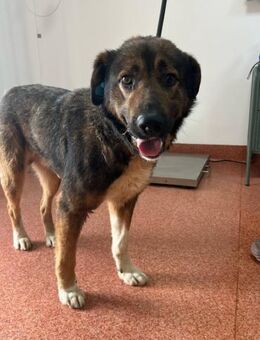 Freundlicher Familienhund - der perfekte - Schlitz