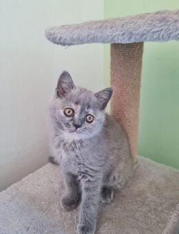 BKH Britischen Katzen - Hürth