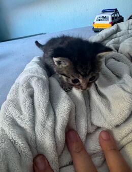 Katzen suchen neues zuhause - Hechingen Zentrum