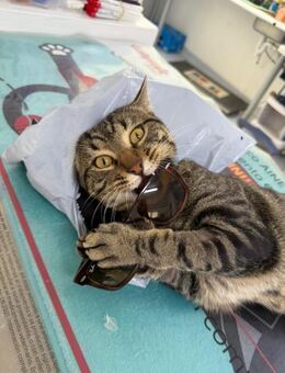 Einzelprinz Flus sucht neue Zukunft - Bad Camberg