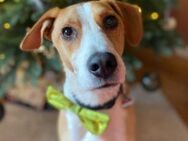 Neues Zuhause für Bailey gesucht - München