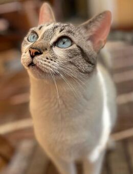 Pechvogel Celeste in Niddatal (ALM) - Geisenheim